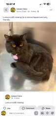 Lost Male Cat last seen Bailey Ave, San Antonio, TX 78210