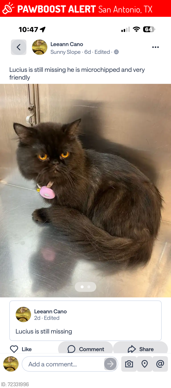 Lost Male Cat last seen Bailey Ave, San Antonio, TX 78210
