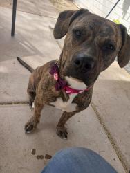 Lost Female Dog last seen 1st avenue and Prince , Tucson, AZ 85705