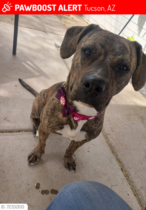 Lost Female Dog last seen 1st avenue and Prince , Tucson, AZ 85705