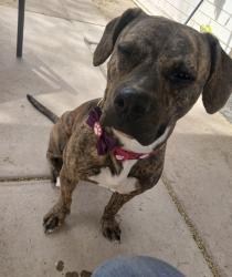 Lost Female Dog last seen 1st & Prince, Tucson, AZ 85705