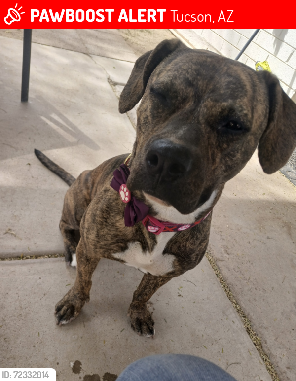 Lost Female Dog last seen 1st & Prince, Tucson, AZ 85705