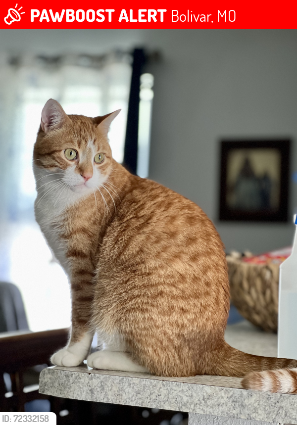 Lost Male Cat last seen Albany & Summit, Bolivar, MO 65613