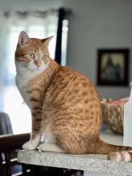 Lost Male Cat last seen Albany & Summit, Bolivar, MO 65613