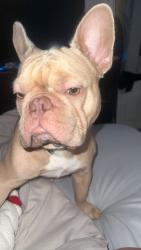 Lost Male Dog last seen Emerson st and Sheldon dr, Thornton, CO 80229