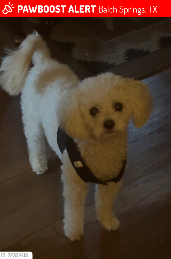 Lost Male Dog last seen Elam, Balch Springs, TX 75217