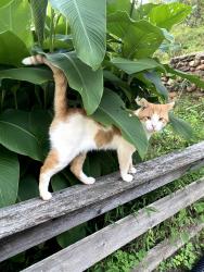 Lost Male Cat last seen Rogers Mill Road/Bond Road, Danielsville, GA 30633