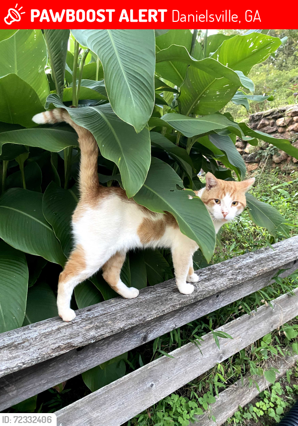 Lost Male Cat last seen Rogers Mill Road/Bond Road, Danielsville, GA 30633