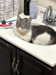 Lost Male Cat last seen Lincoln ave, travel doctors , South Point, OH 45680