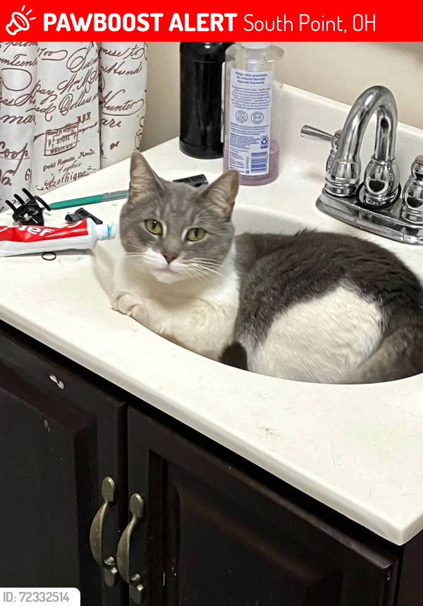 Lost Male Cat last seen Lincoln ave, travel doctors , South Point, OH 45680