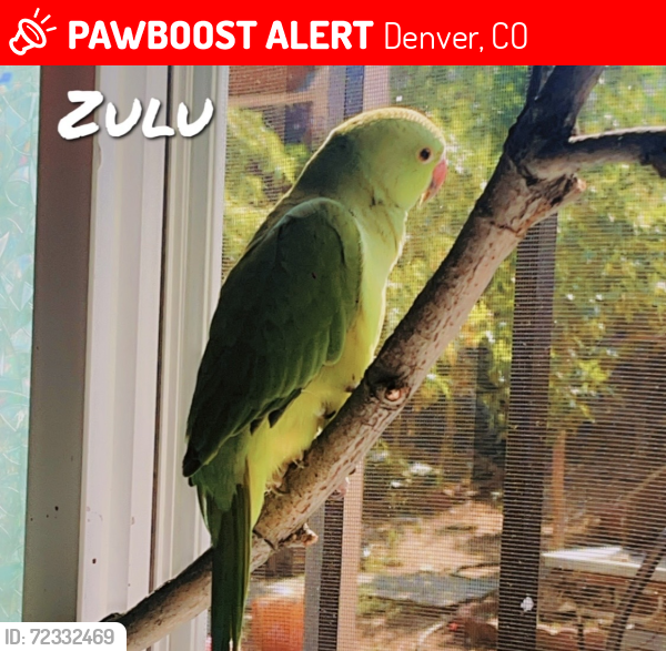 Lost Male Bird last seen Alameda & Havana , Denver, CO 80209