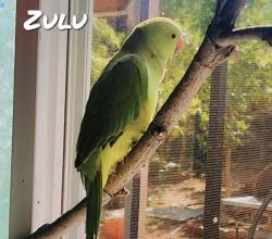 Lost Male Bird last seen Alameda & Havana , Denver, CO 80209