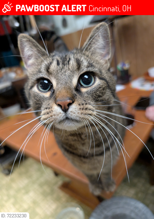 Lost Male Cat last seen Grand Vista Ave & Montgomery Road, Cincinnati, OH 45213