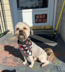 Lost Male Dog last seen Cromwell dr, Norfolk, VA 23513