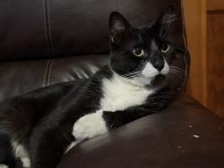 Lost Male Cat last seen Euclid and Waverly, Tucson, AZ 85719