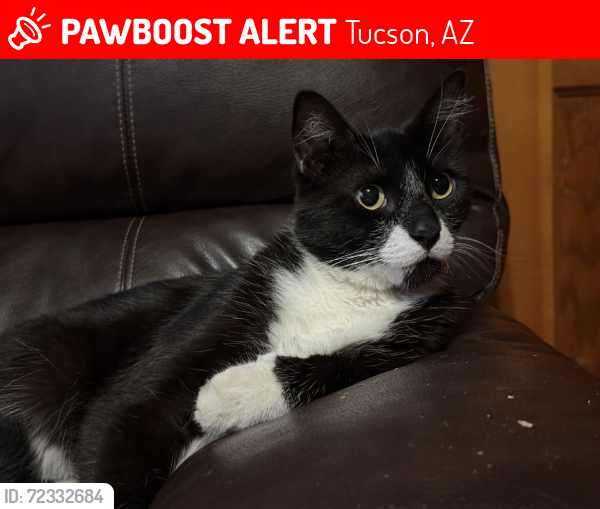 Lost Male Cat last seen Euclid and Waverly, Tucson, AZ 85719