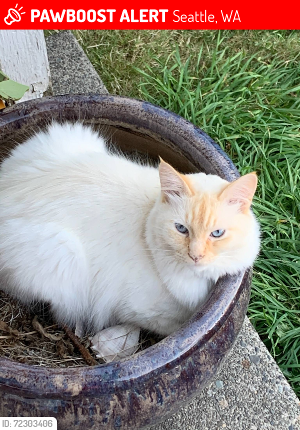Lost Male Cat last seen 126/MILITARY ROAD, Seattle, WA 98168