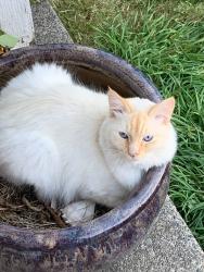 Lost Male Cat last seen 126/MILITARY ROAD, Seattle, WA 98168