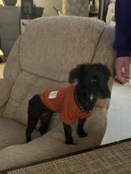 Lost Female Dog last seen Katana, Food Lion , Salisbury, NC 28147