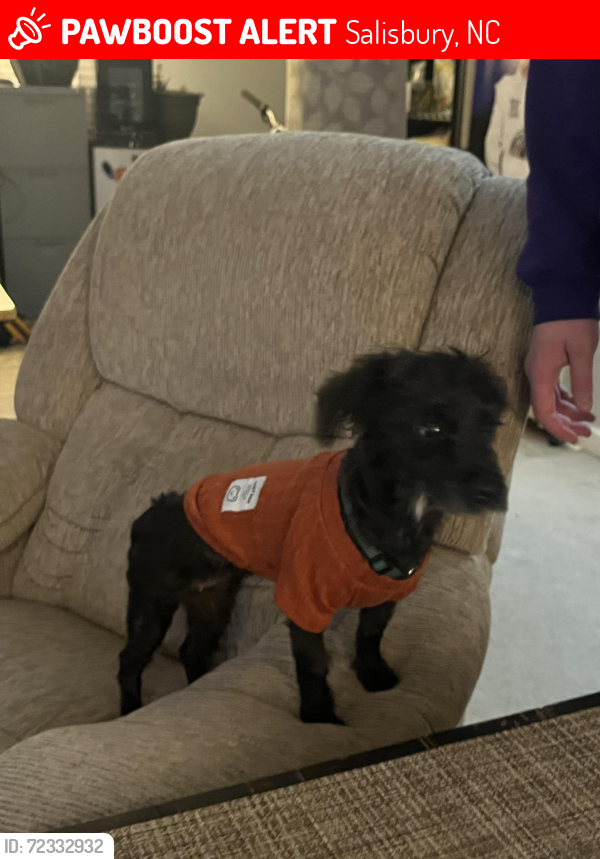 Lost Female Dog last seen Katana, Food Lion , Salisbury, NC 28147