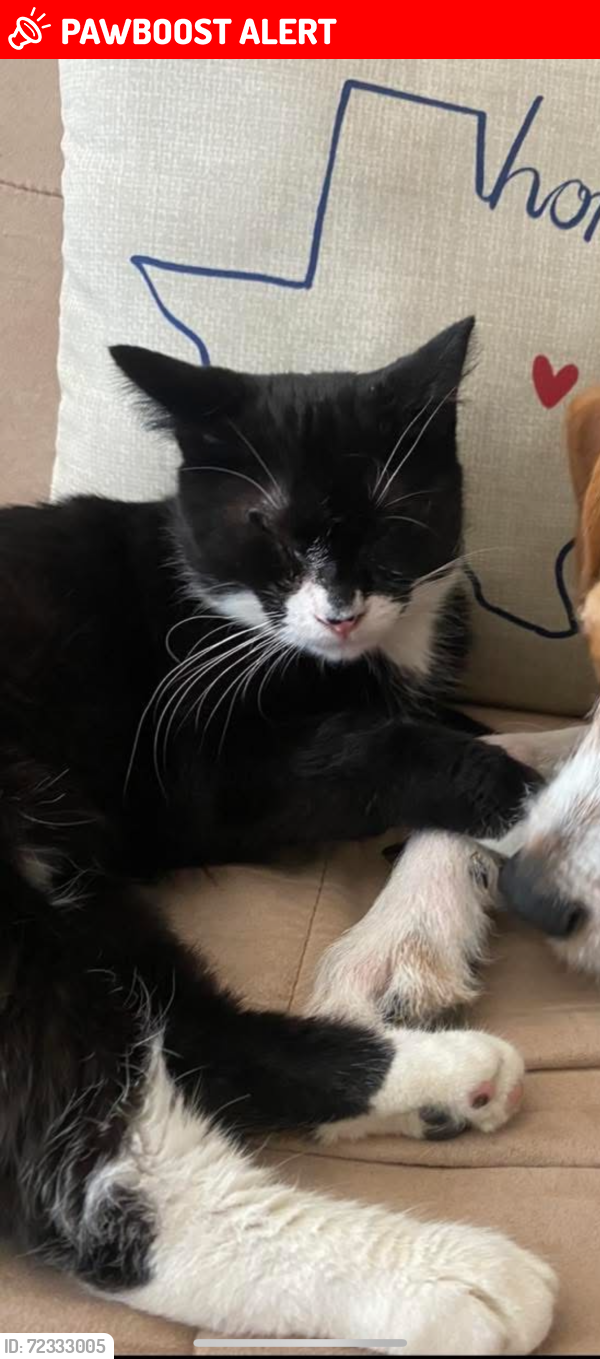 Lost Female Cat last seen River oak dr, Eglin Air Force Base, FL 32542