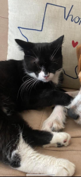 Lost Female Cat last seen River oak dr, Eglin Air Force Base, FL 32542