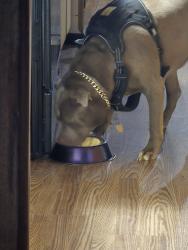 Lost Male Dog last seen Off ramp for Bailey Nc, Bailey, NC 27807