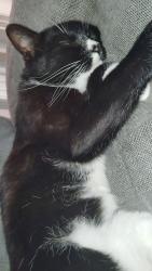Lost Male Cat last seen Fulton and alta arden , Sacramento, CA 95825