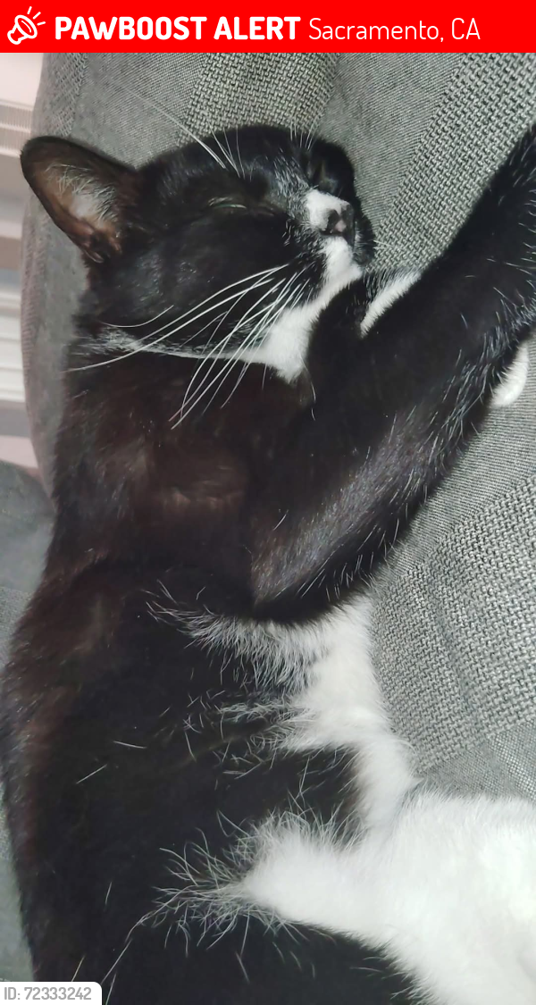 Lost Male Cat last seen Fulton and alta arden , Sacramento, CA 95825