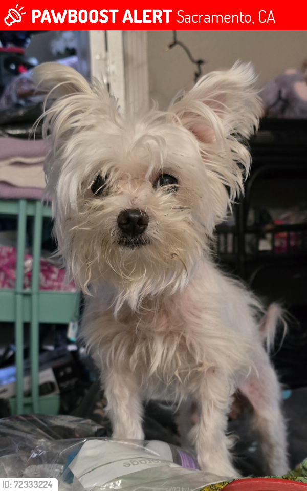 Lost Male Dog last seen Truxel Walmart , Sacramento, CA 95834