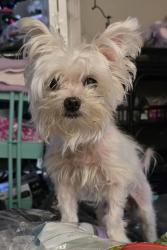 Lost Male Dog last seen Truxel Walmart , Sacramento, CA 95834