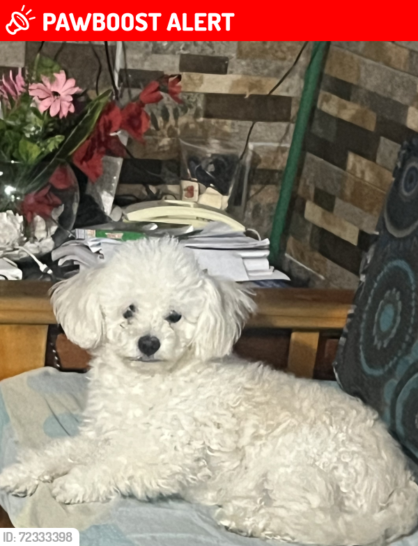 Lost Male Dog last seen Minerías , San Luis Potosí, S.L.P. 78150
