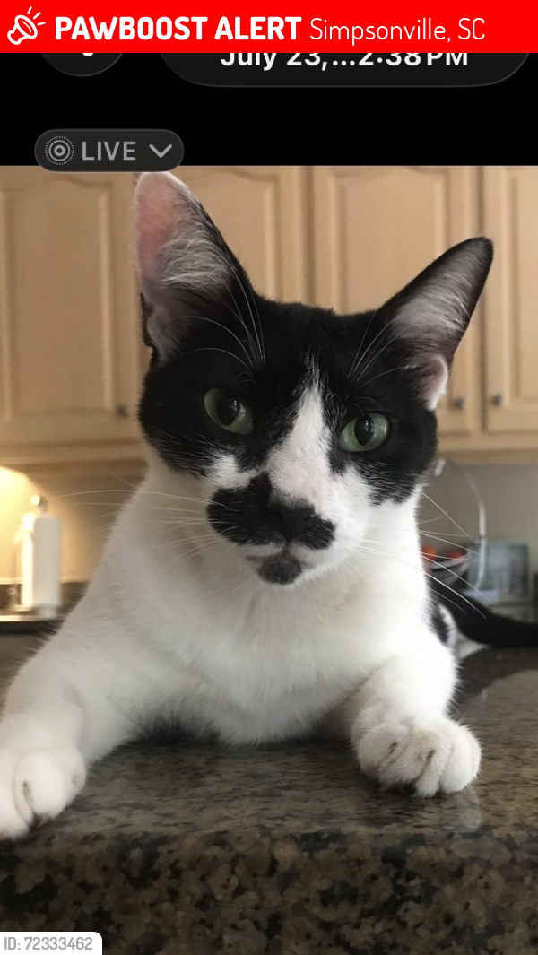 Lost Female Cat last seen Hamptons Grant subdivision Harts Lane, Jonesville Rd, Simpsonville, SC 29681
