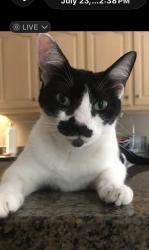 Lost Female Cat last seen Hamptons Grant subdivision Harts Lane, Jonesville Rd, Simpsonville, SC 29681