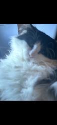 Lost Male Cat last seen Hillsborough road  , Point Park, Riverview, NB E1B 3T7