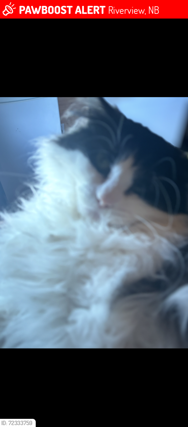 Lost Male Cat last seen Hillsborough road  , Point Park, Riverview, NB E1B 3T7