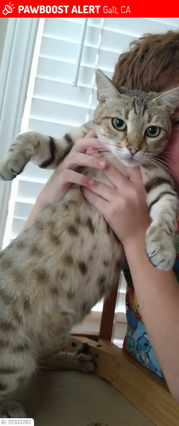 Lost Female Cat last seen Palin ave and Simon , Galt, CA 95632