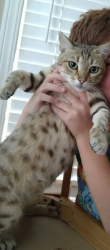 Lost Female Cat last seen Palin ave and Simon , Galt, CA 95632