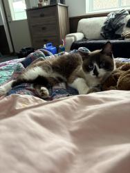Found/Stray Unknown Cat last seen Co rd 110 No, Minnetrista, MN 55364