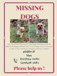 Lost Male Dog last seen 24st, Rogers, AR 72756