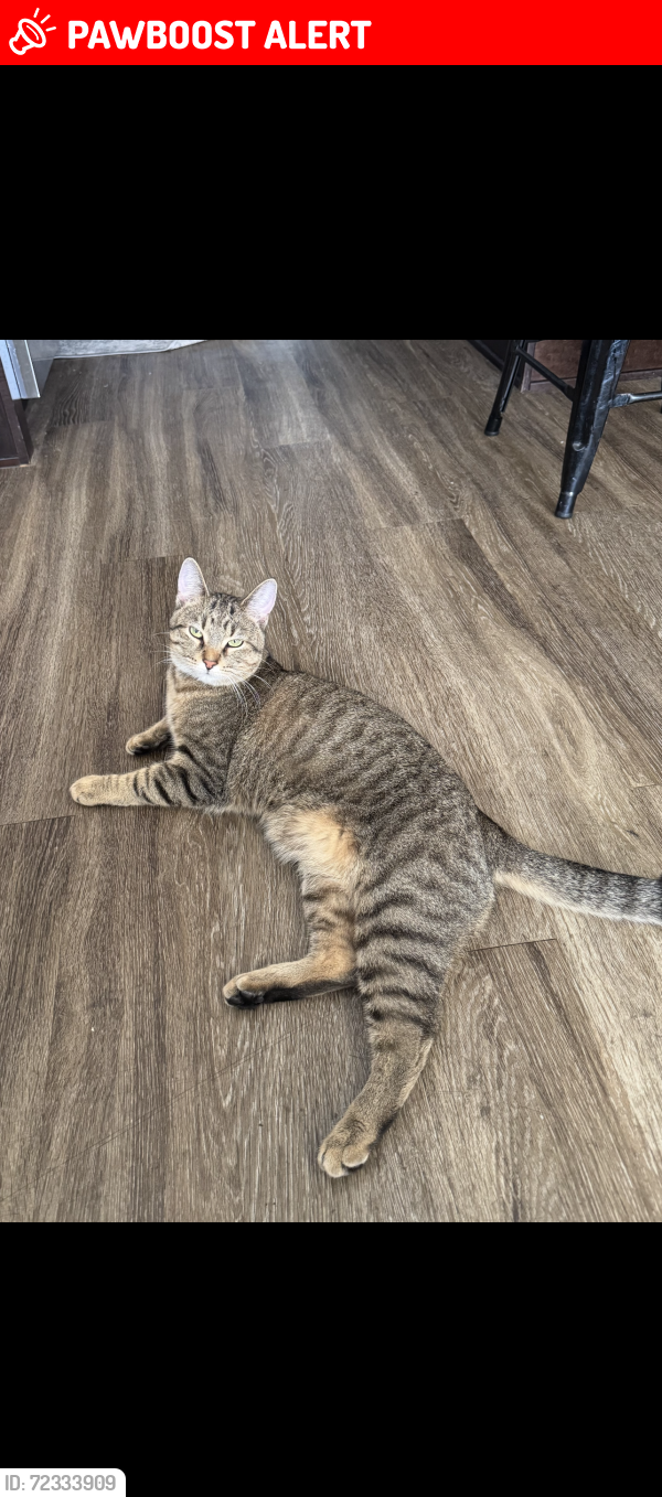 Lost Male Cat last seen Northland and gilbert, Big Rapids Township, MI 49307