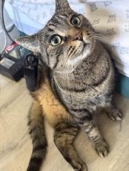 Lost Male Cat last seen Near Hamilton ave , San Jose, CA 95125