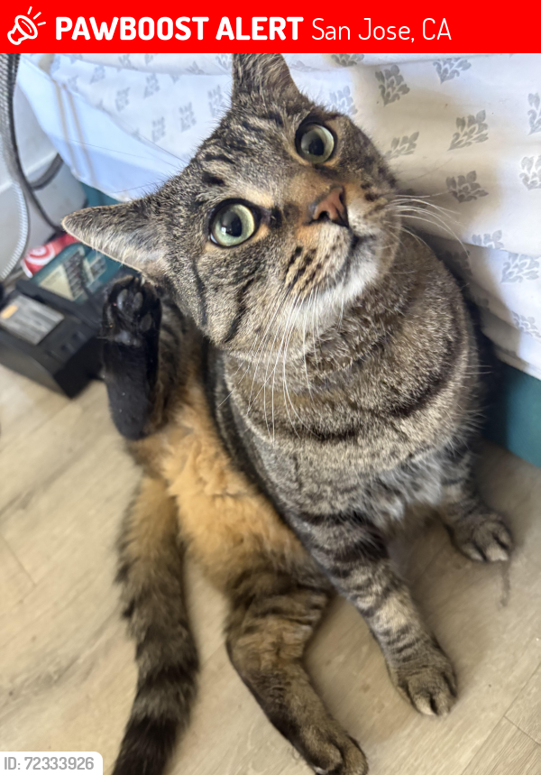 Lost Male Cat last seen Near Hamilton ave , San Jose, CA 95125