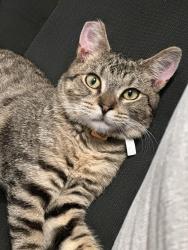 Lost Male Cat last seen Wendy, Thousand Oaks, CA 91320