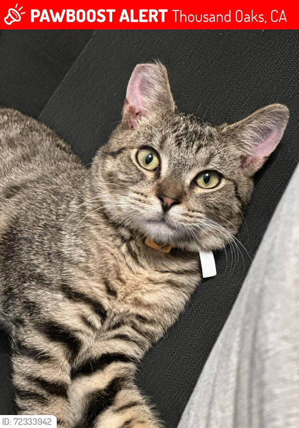 Lost Male Cat last seen Wendy, Thousand Oaks, CA 91320