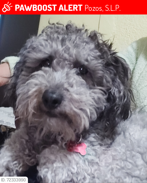 Lost Male Dog last seen San Luis Potosí, México , Pozos, S.L.P. 