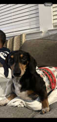 Lost Male Dog last seen Near platinum lakes ct Richmond tx , Booth, TX 77469