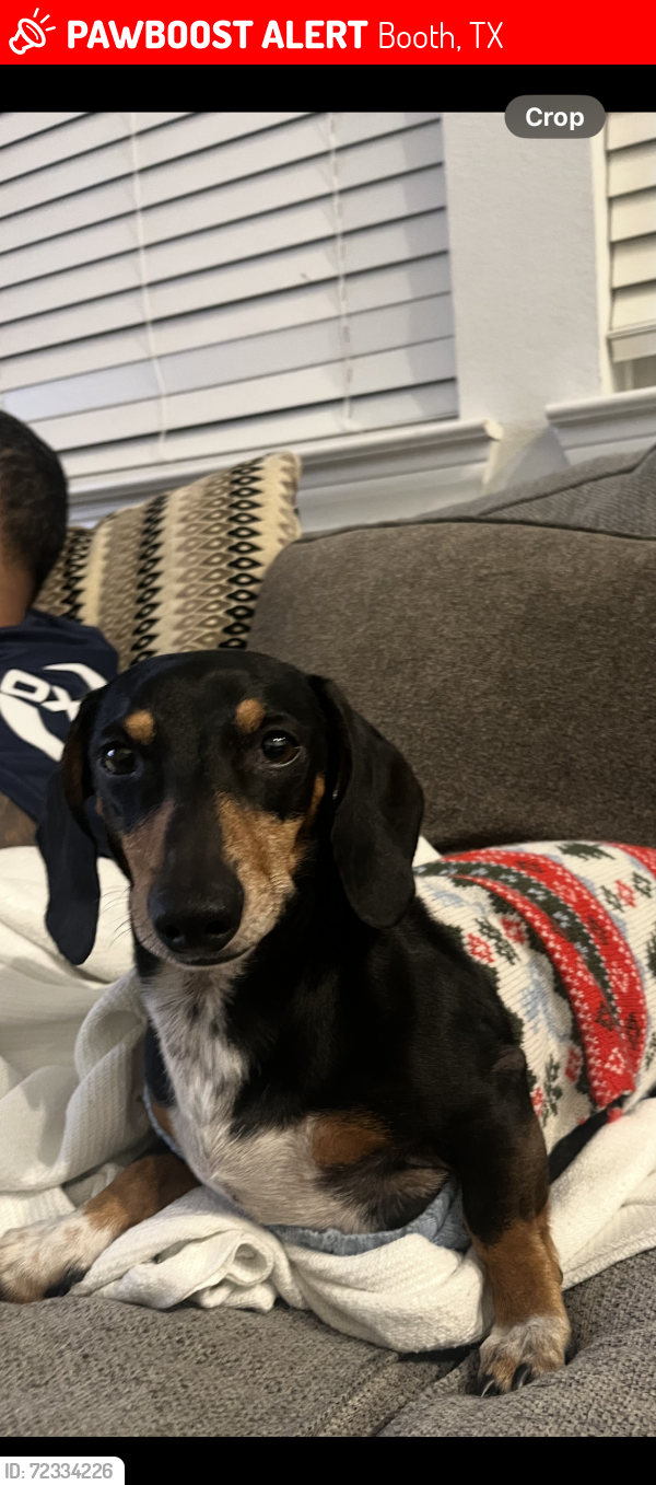 Lost Male Dog last seen Near platinum lakes ct Richmond tx , Booth, TX 77469