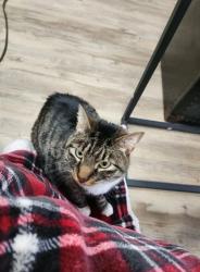 Lost Male Cat last seen Cross farms road, Jackson Township, NJ 08527