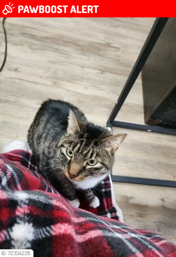 Lost Male Cat last seen Cross farms road, Jackson Township, NJ 08527